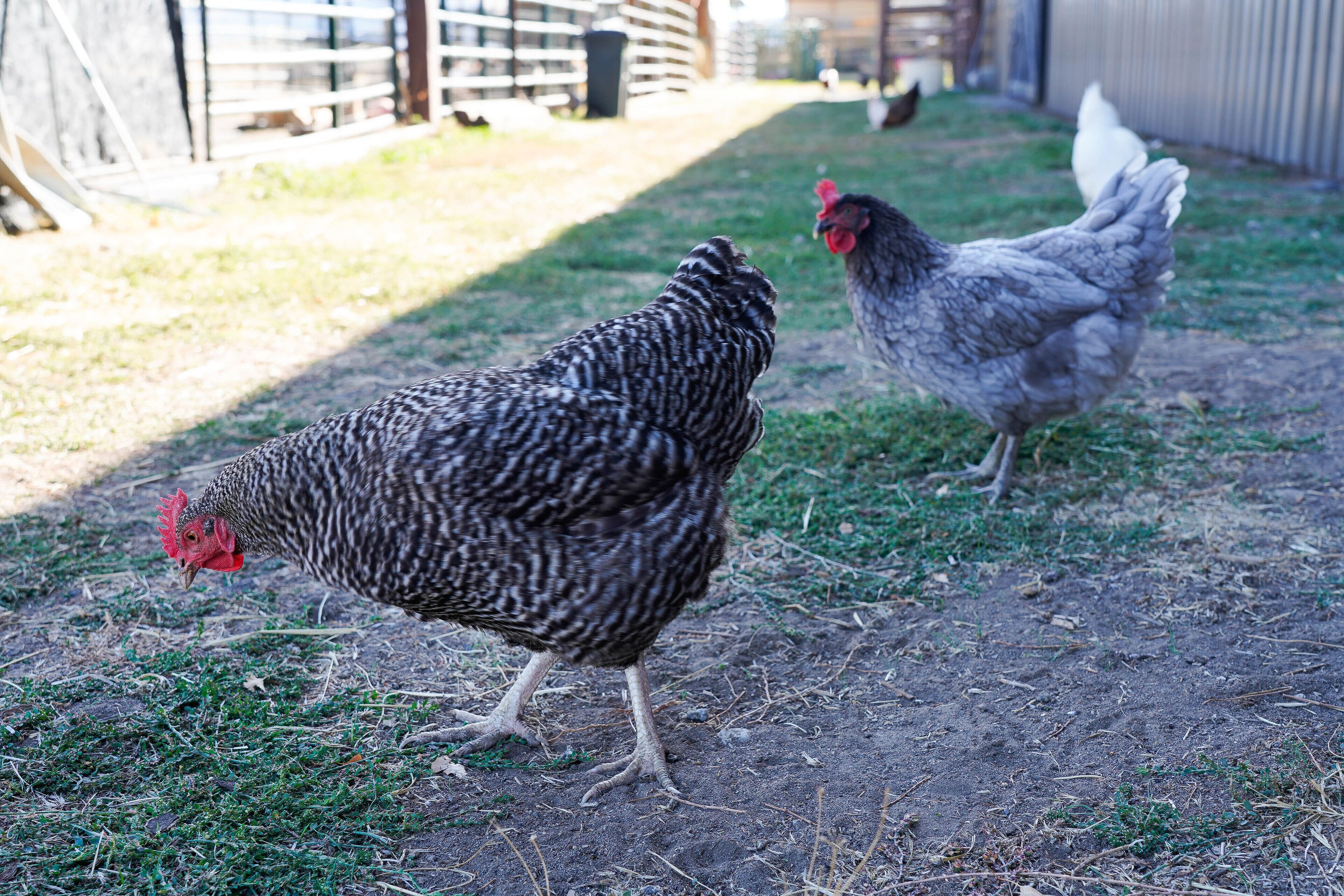 Two chickens on a grassy area with a fence and a building in the background.