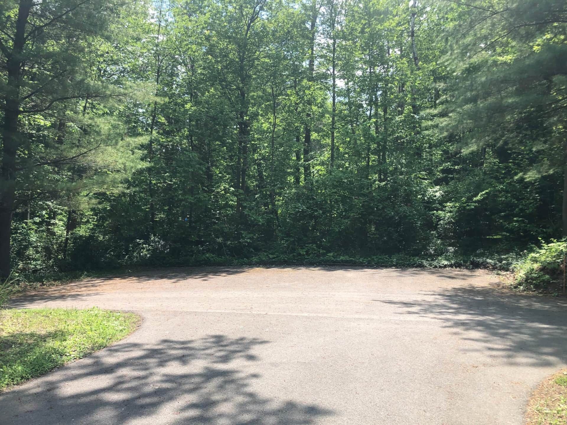 A paved road surrounded by dense green forest.