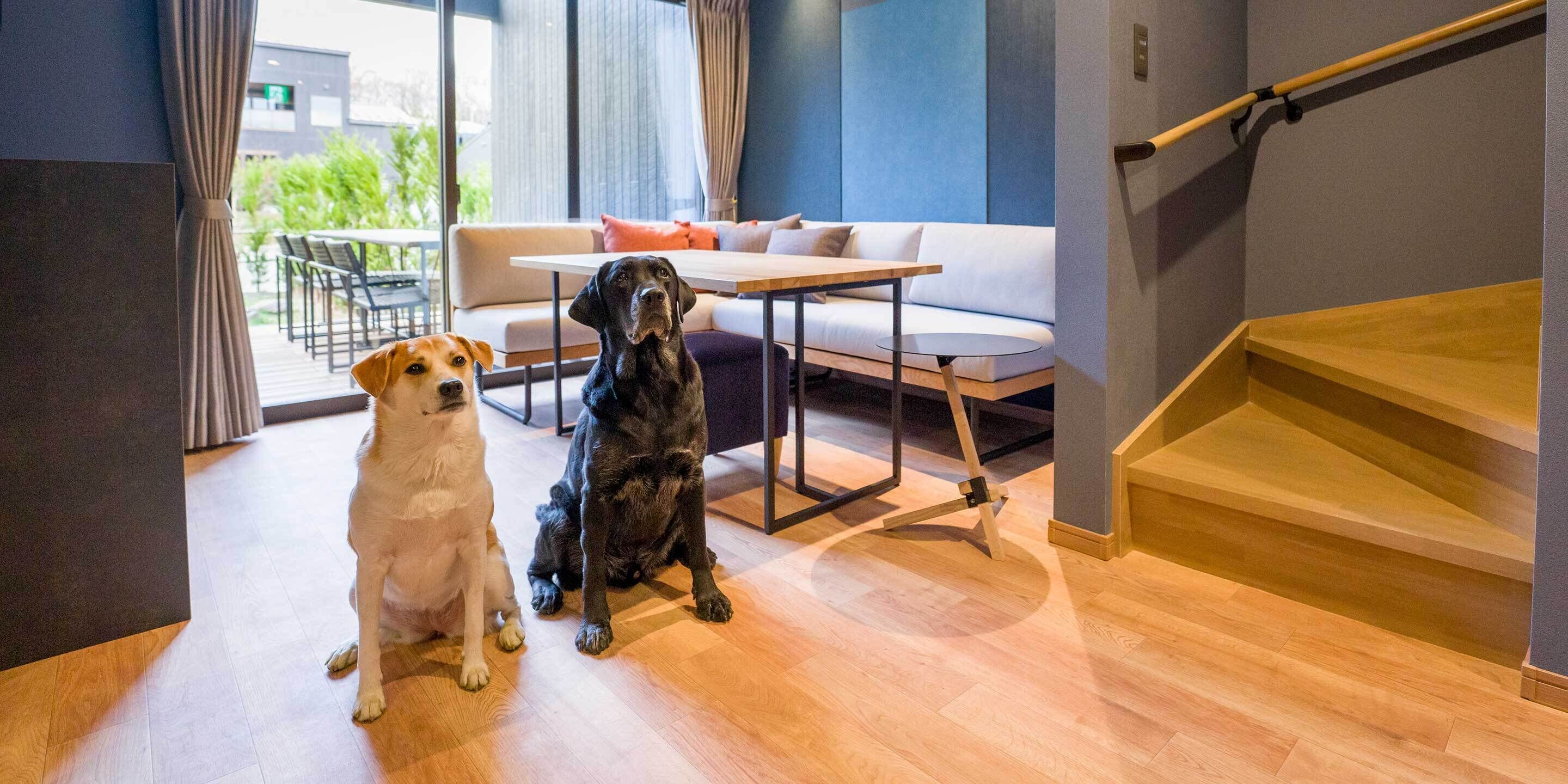 A modern interior with a wooden staircase, a sofa, and two dogs.