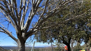 Ein Spielplatz mit einem großen Baum, Schaukeln und einer Wippe.