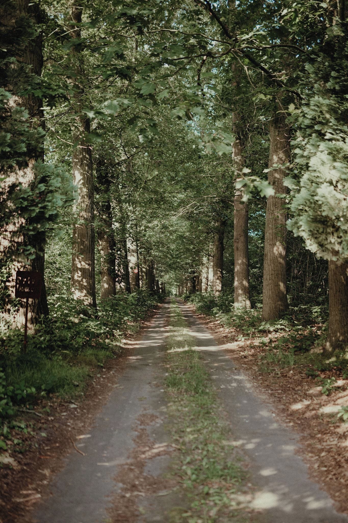 A forested path with tall trees and a dirt road.