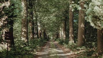 A forested path with tall trees and a dirt road.