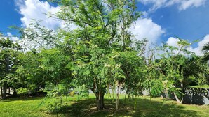 A tree with a dense canopy in a grassy area.