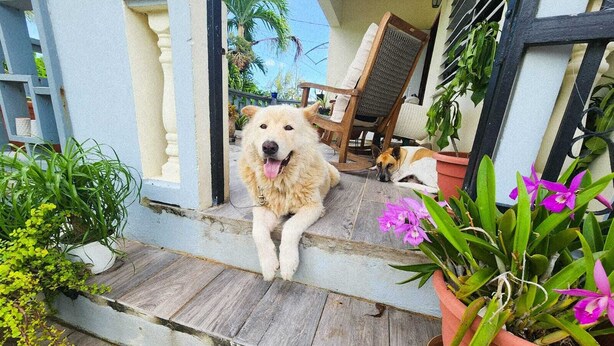 A dog sitting on a wooden porch with potted plants and a chair.