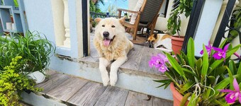 Modern Chic 1BR Apt w/ W/D & Island Fruit Garden