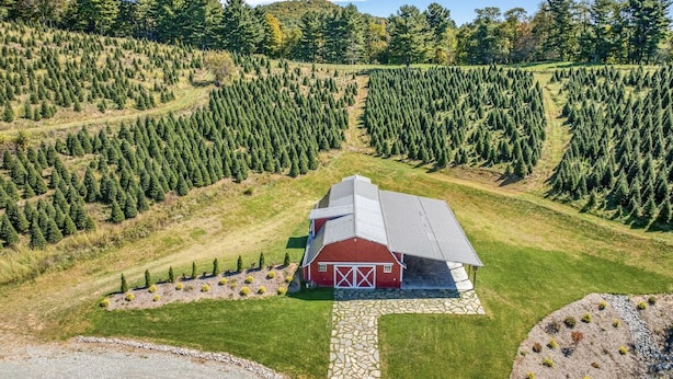 A red barn with a stone pathway leading to it, surrounded by neatly arranged Christmas trees on a grassy hill.
