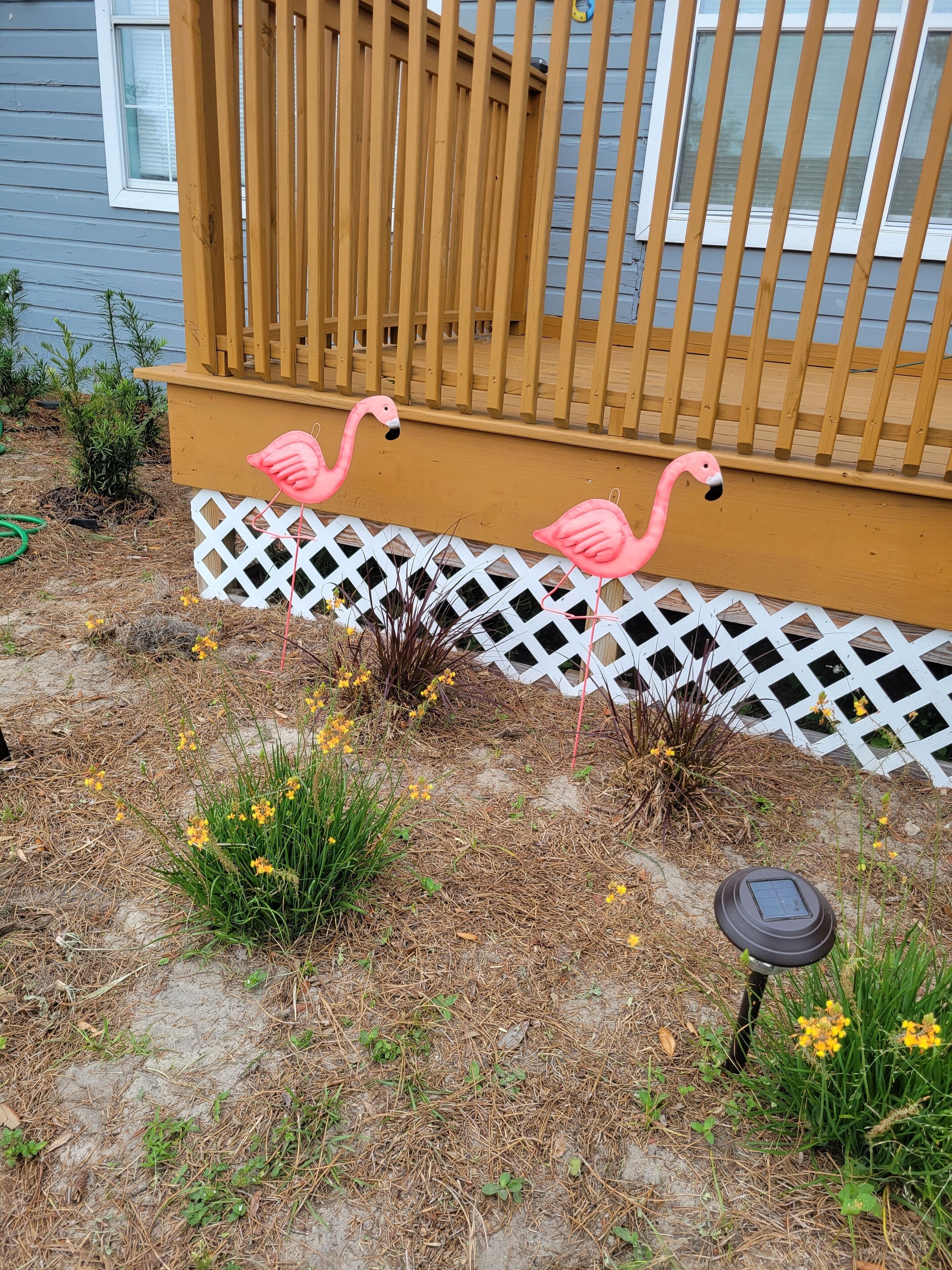 A wooden deck with a white lattice fence, surrounded by pine straw and yellow flowers.