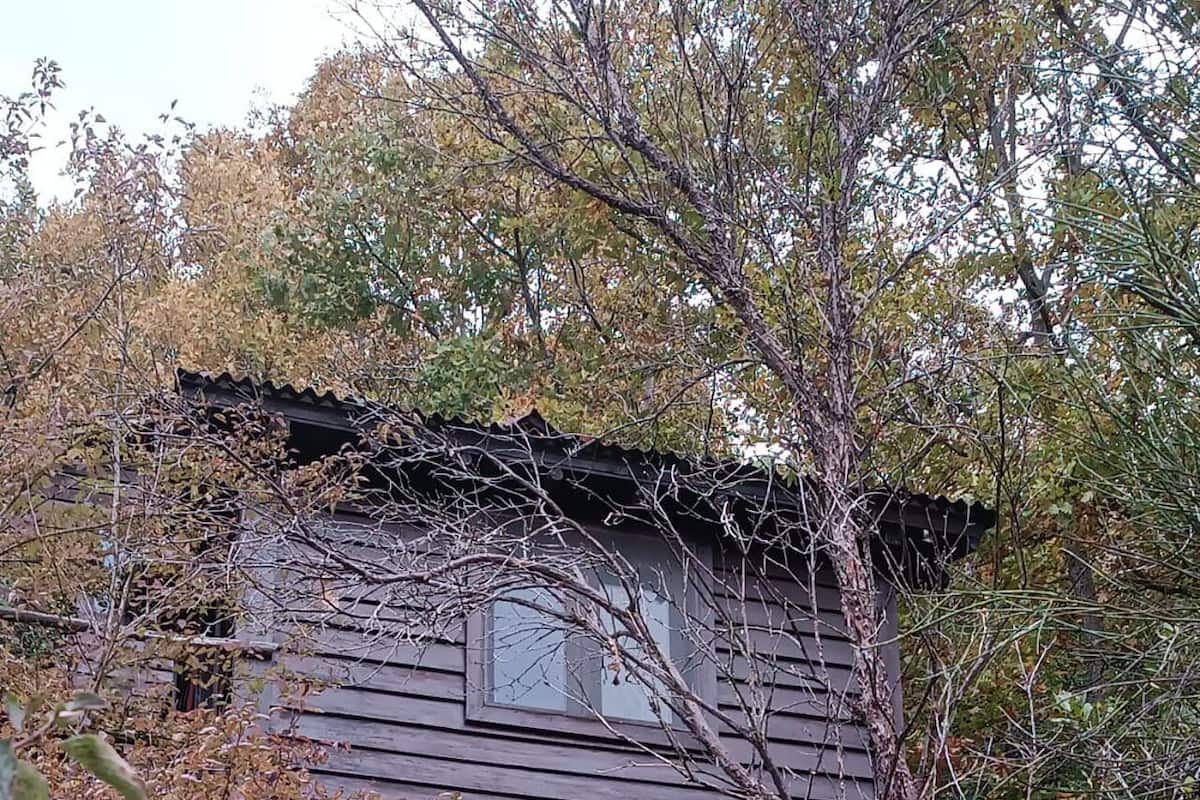 Eine rustikale Holzhütte mit einem kleinen Fenster, umgeben von dichtem Blattwerk und üppiger Vegetation.