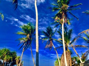 Tall palm trees against a clear blue sky.
