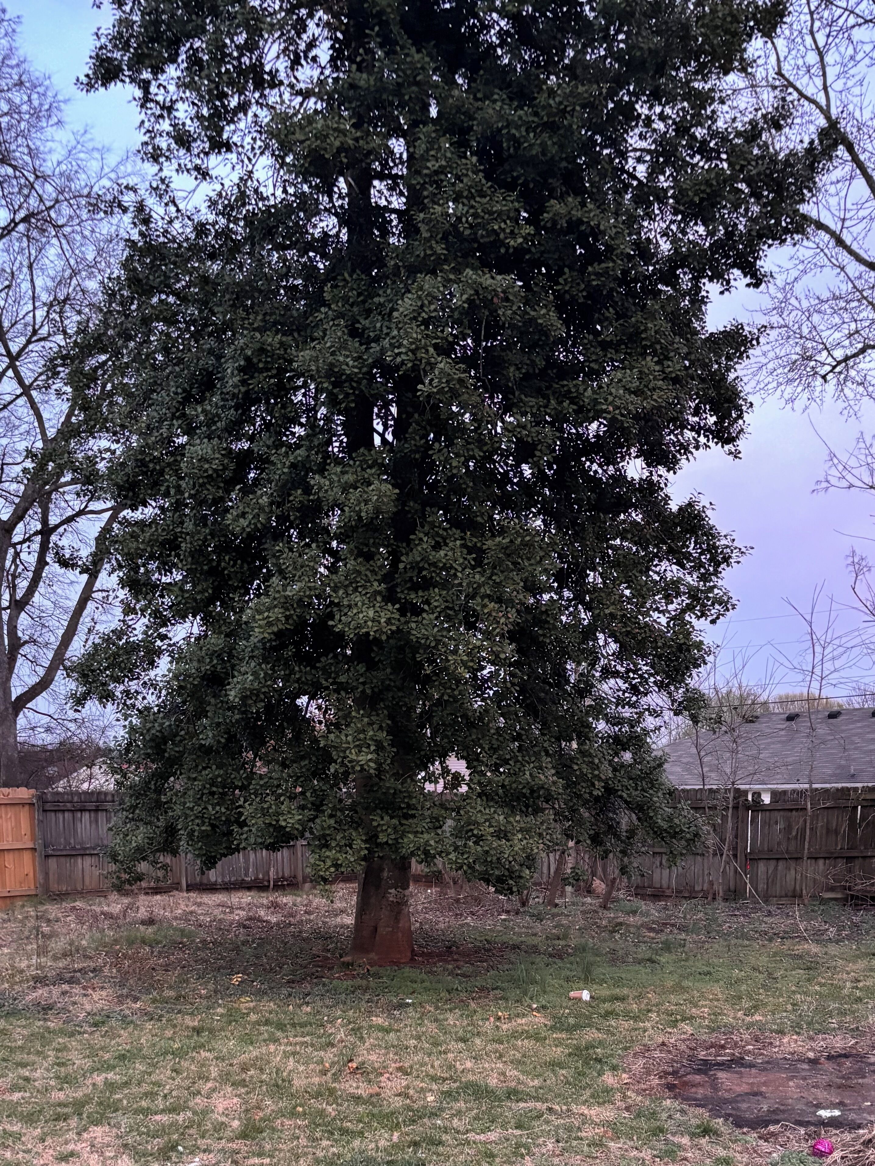 A large evergreen tree in a backyard with a wooden fence and a house in the background.