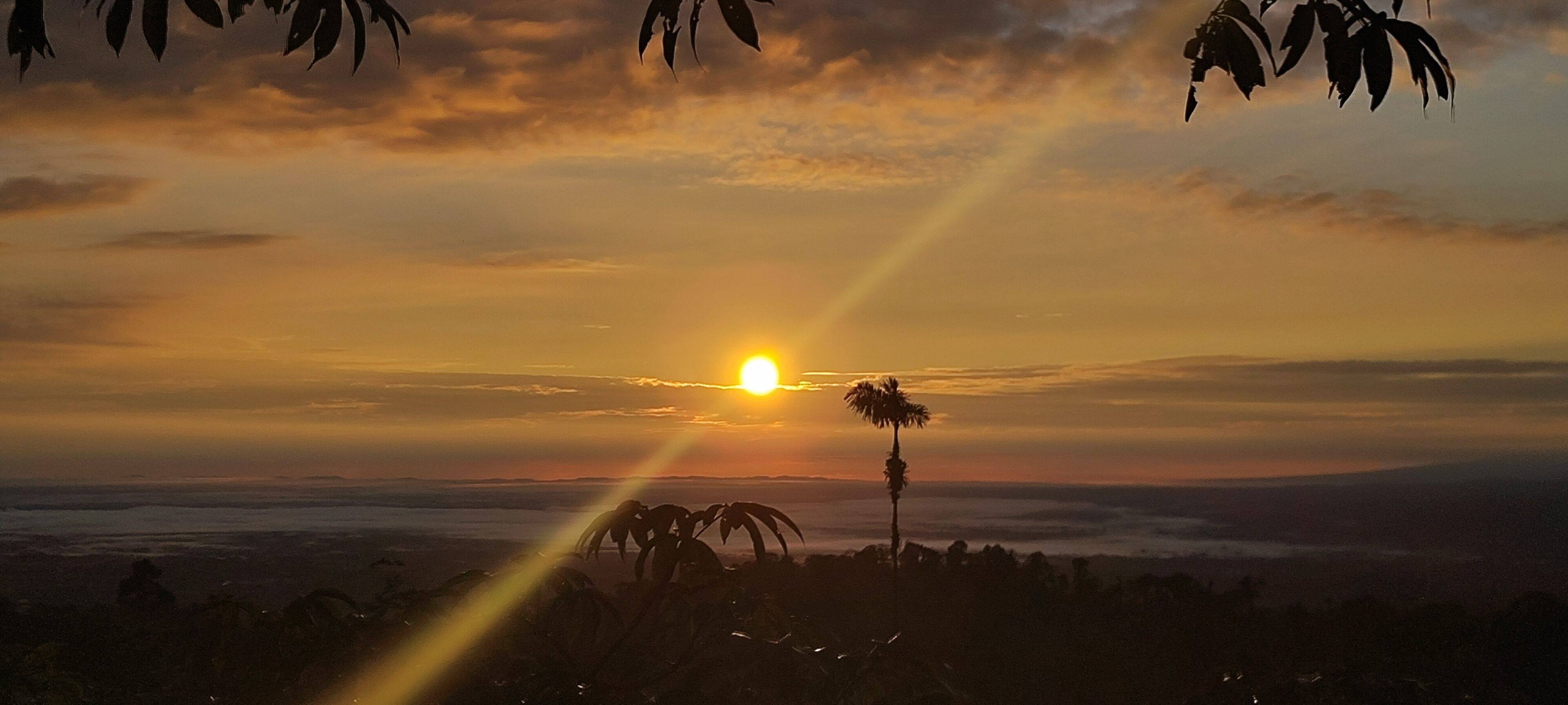 Un coucher de soleil sur un paysage côtier, avec des palmiers se découpant en silhouette sur le ciel.