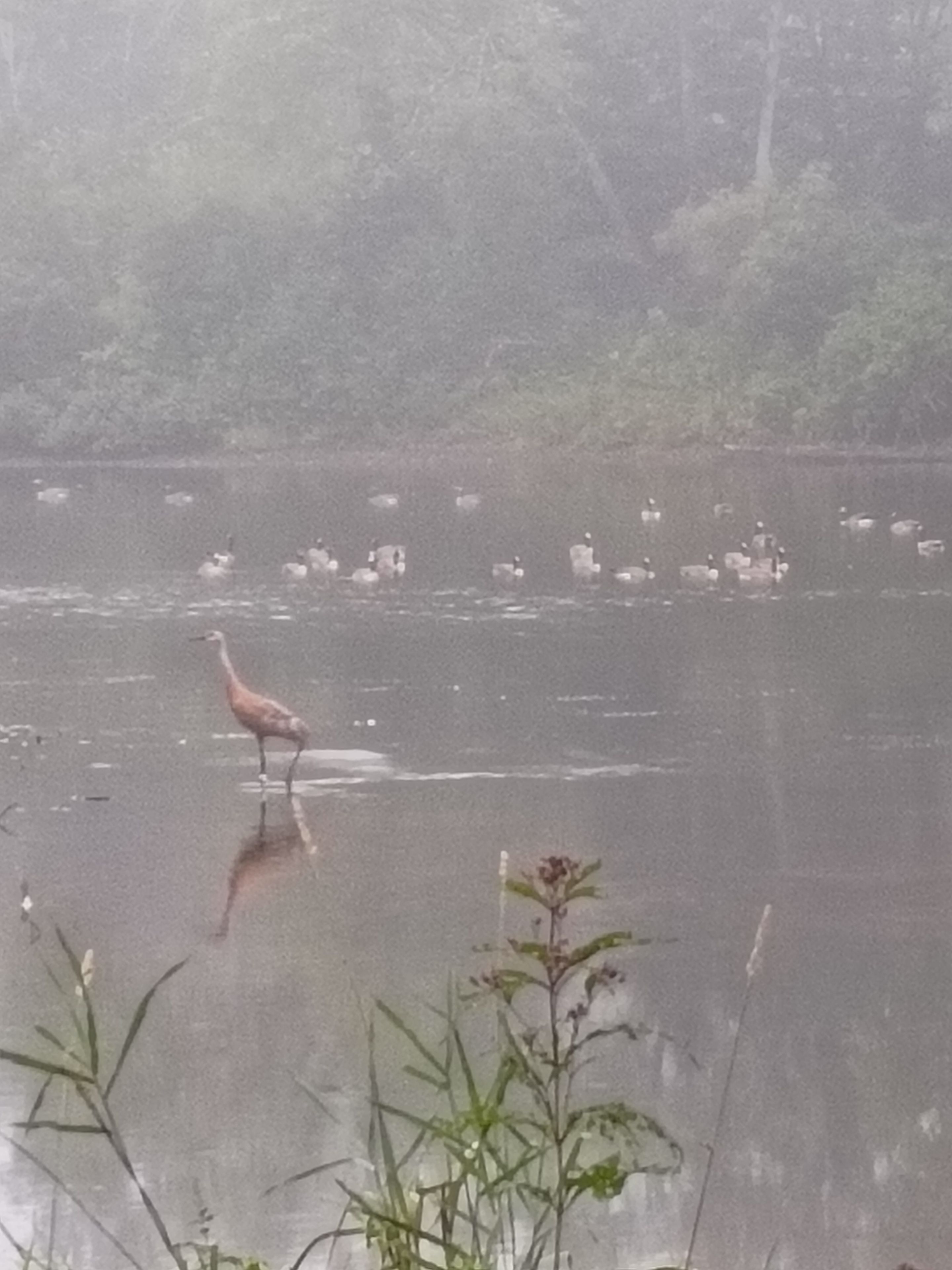 Un uccello in piedi su una superficie d'acqua riflettente, con vegetazione sullo sfondo.