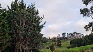 A rural landscape with a gravel path, green grass, and a variety of trees including conifers and deciduous trees.