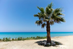 A palm tree on a sandy beach with a clear blue sky and ocean in the background. - Villa Tsikkos Dio in Argaka (Argaka)