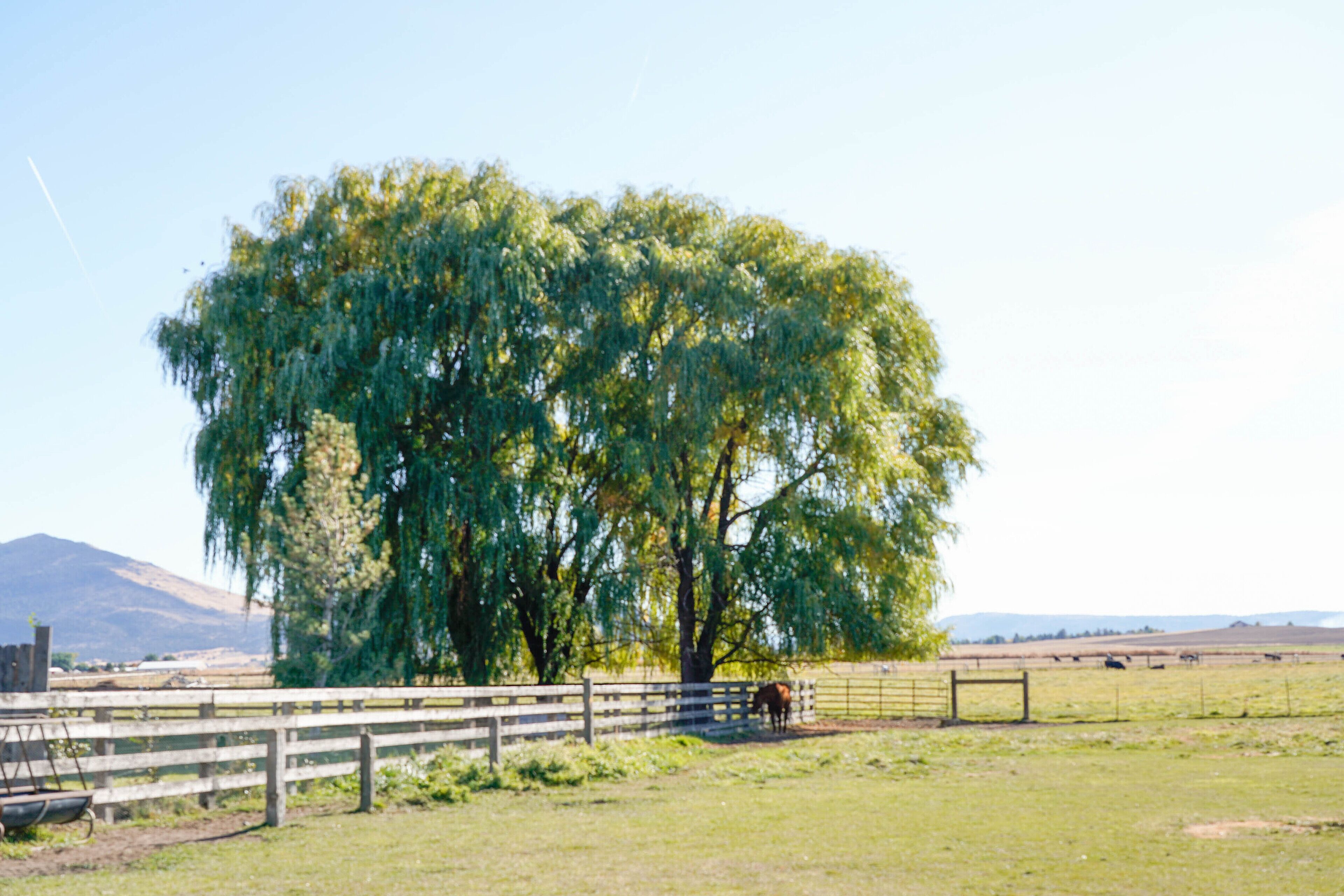 A rural landscape with a large tree, a wooden fence, and a distant mountain range.