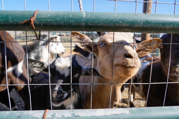 A goat behind a metal fence.
