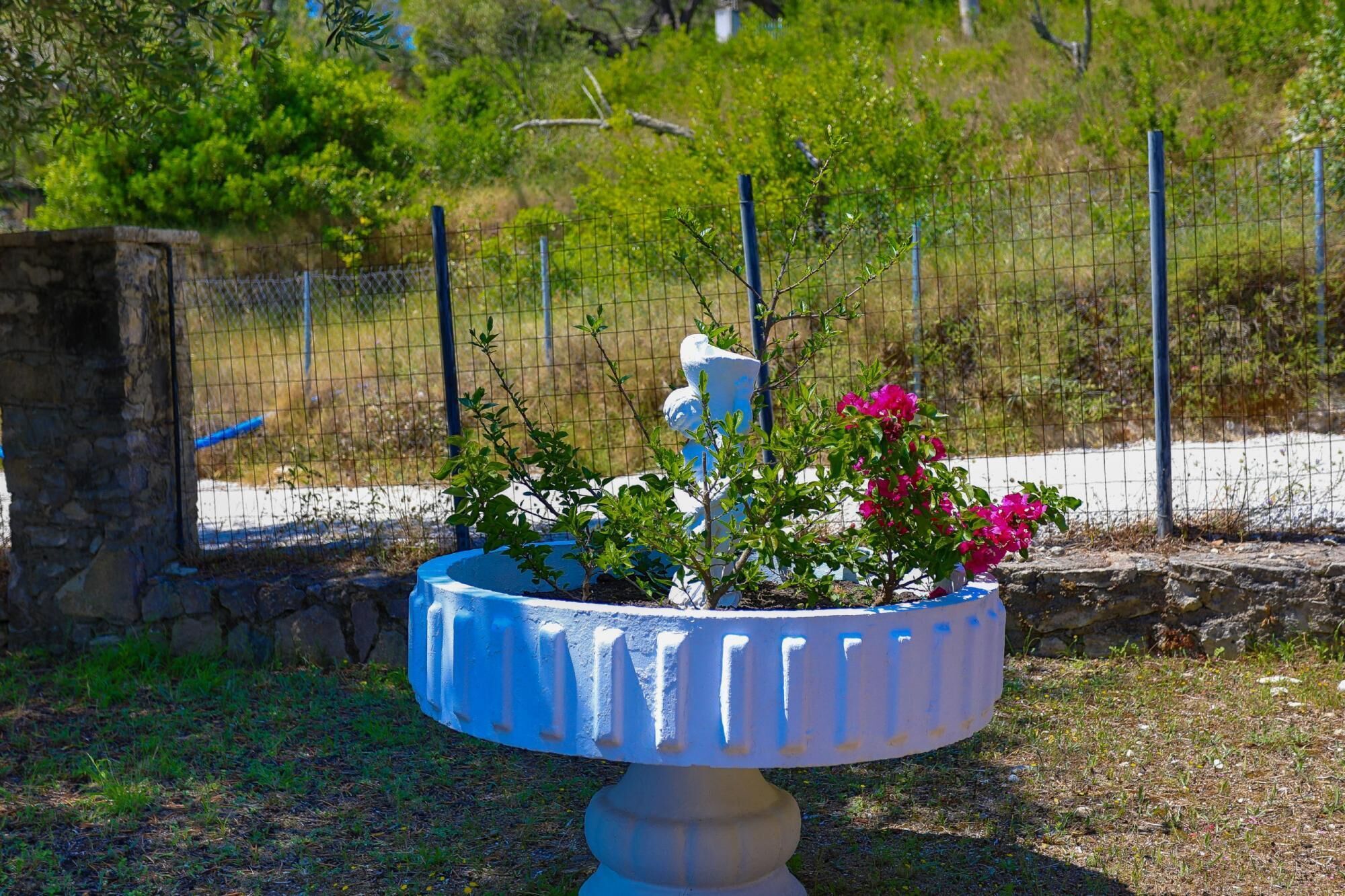 Un giardino con un vaso blu contenente un albero e fiori rosa.