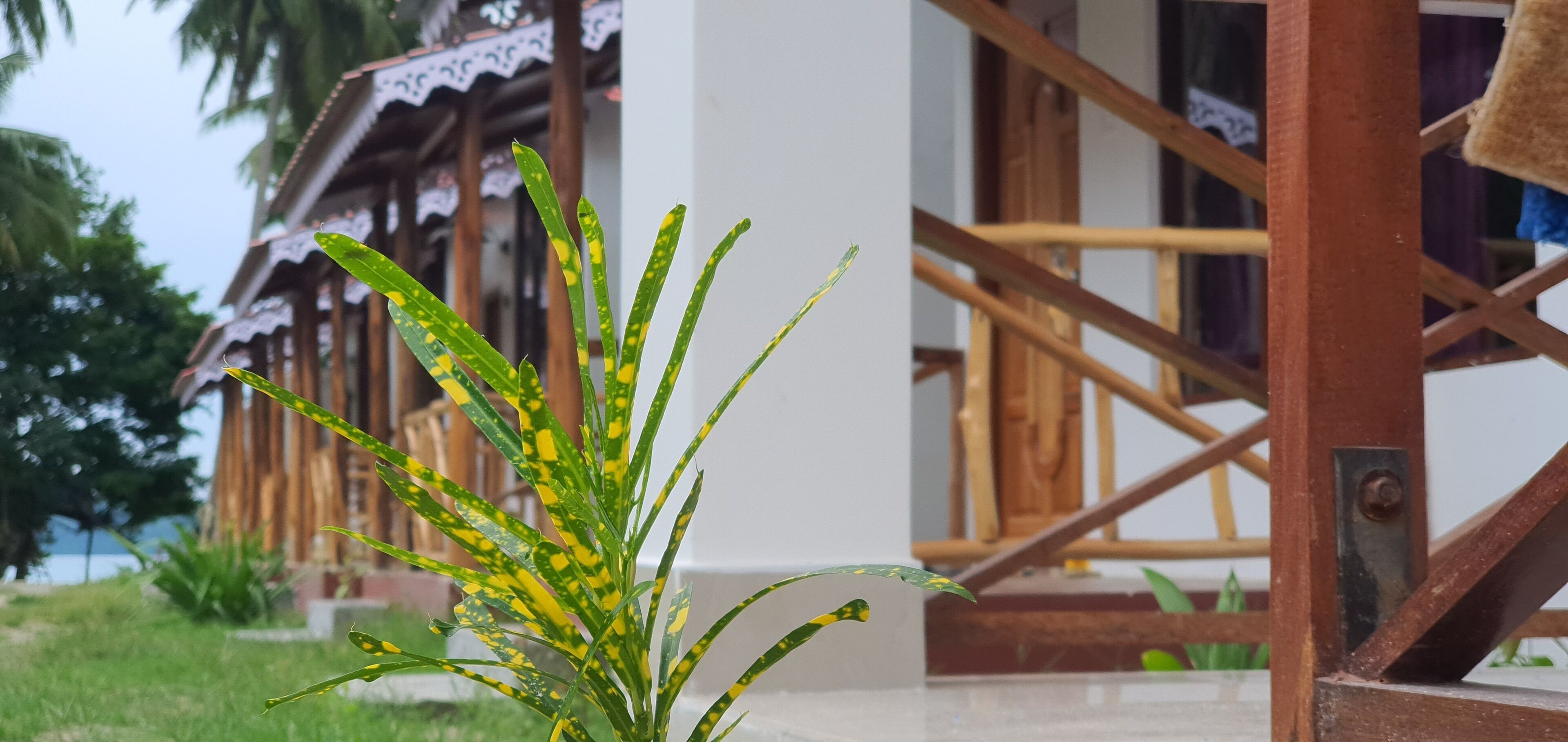 Une structure en bois avec un escalier et une plante au premier plan.