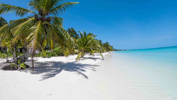 Une plage de sable blanc bordée d’une eau turquoise et cristalline. Des palmiers bordent le rivage.
