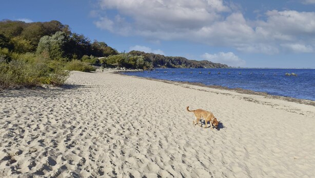A sandy beach with a dog, clear sky, and distant trees.