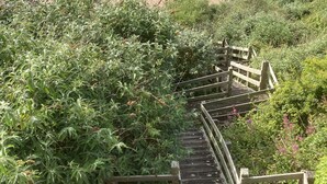 Eine hölzerne Treppe führt zu einer Plattform, die von dichtem Grün umgeben ist.