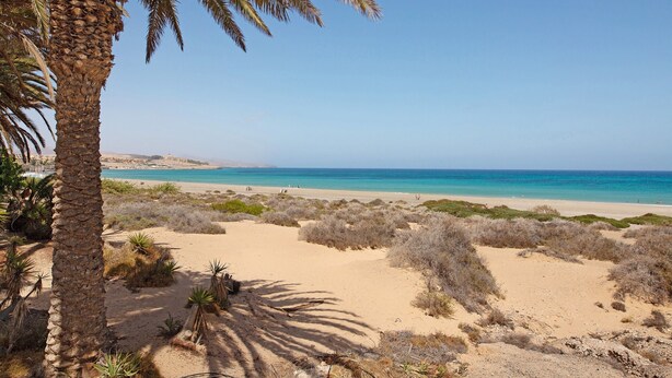 A beach with sand dunes, sparse vegetation, and a clear blue sky.