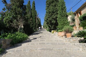 A stone staircase leading uphill, flanked by tall trees and potted plants.