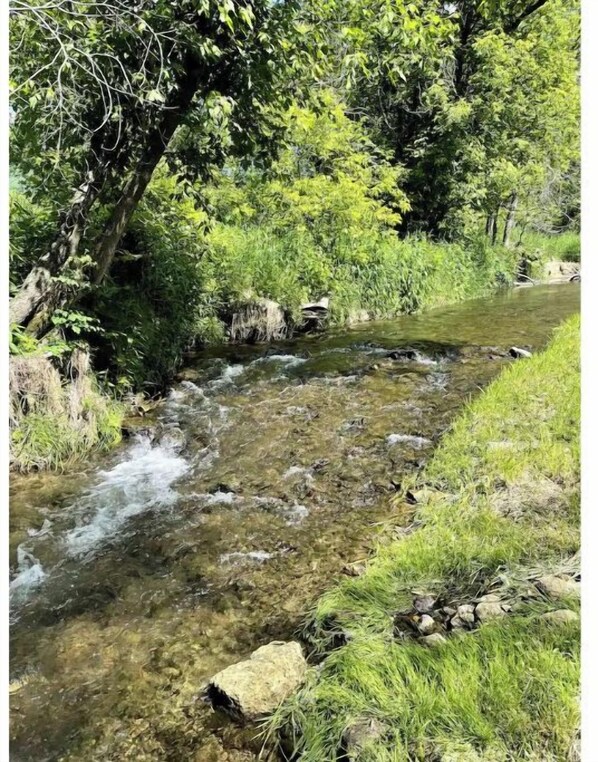 A clear stream flowing through a forested area with rocks and grass along the banks. - Timber Coulee Creek in backyard, king size bed, grill on deck, large garage. (Westby)