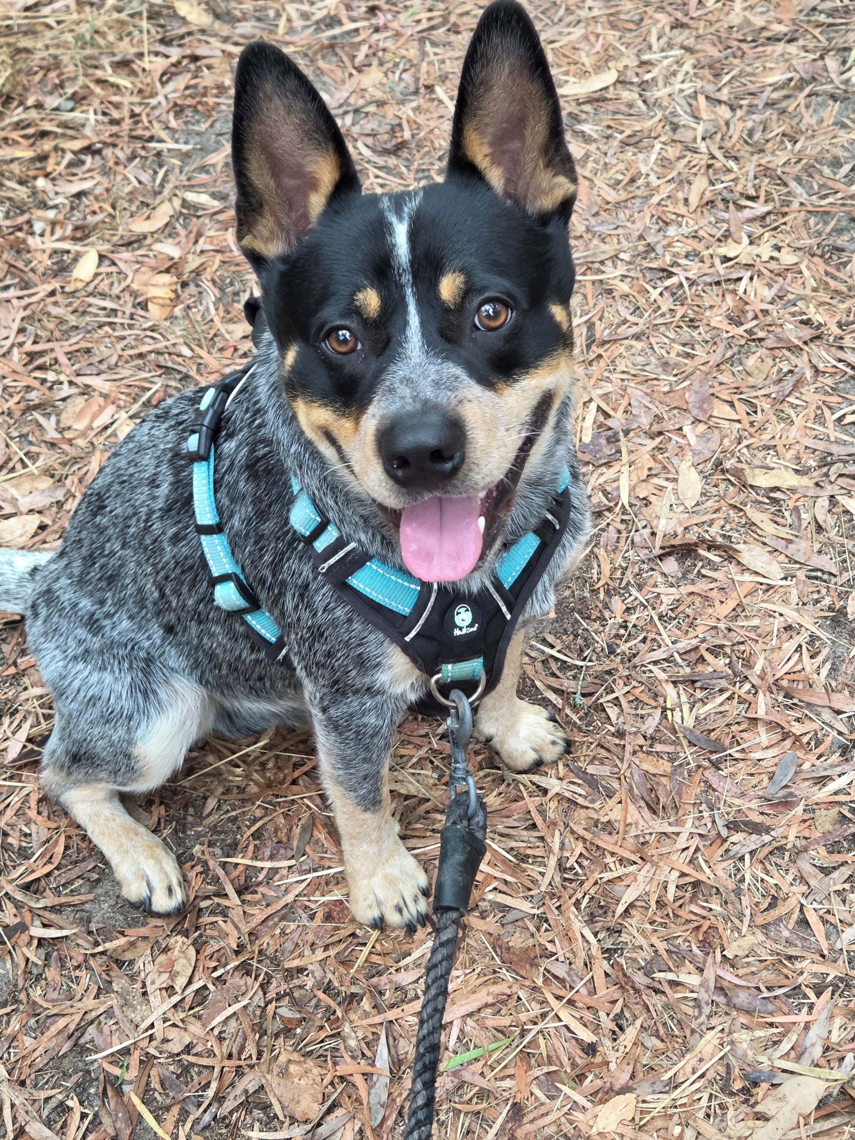 A dog with a harness sitting on a bed of dry leaves.