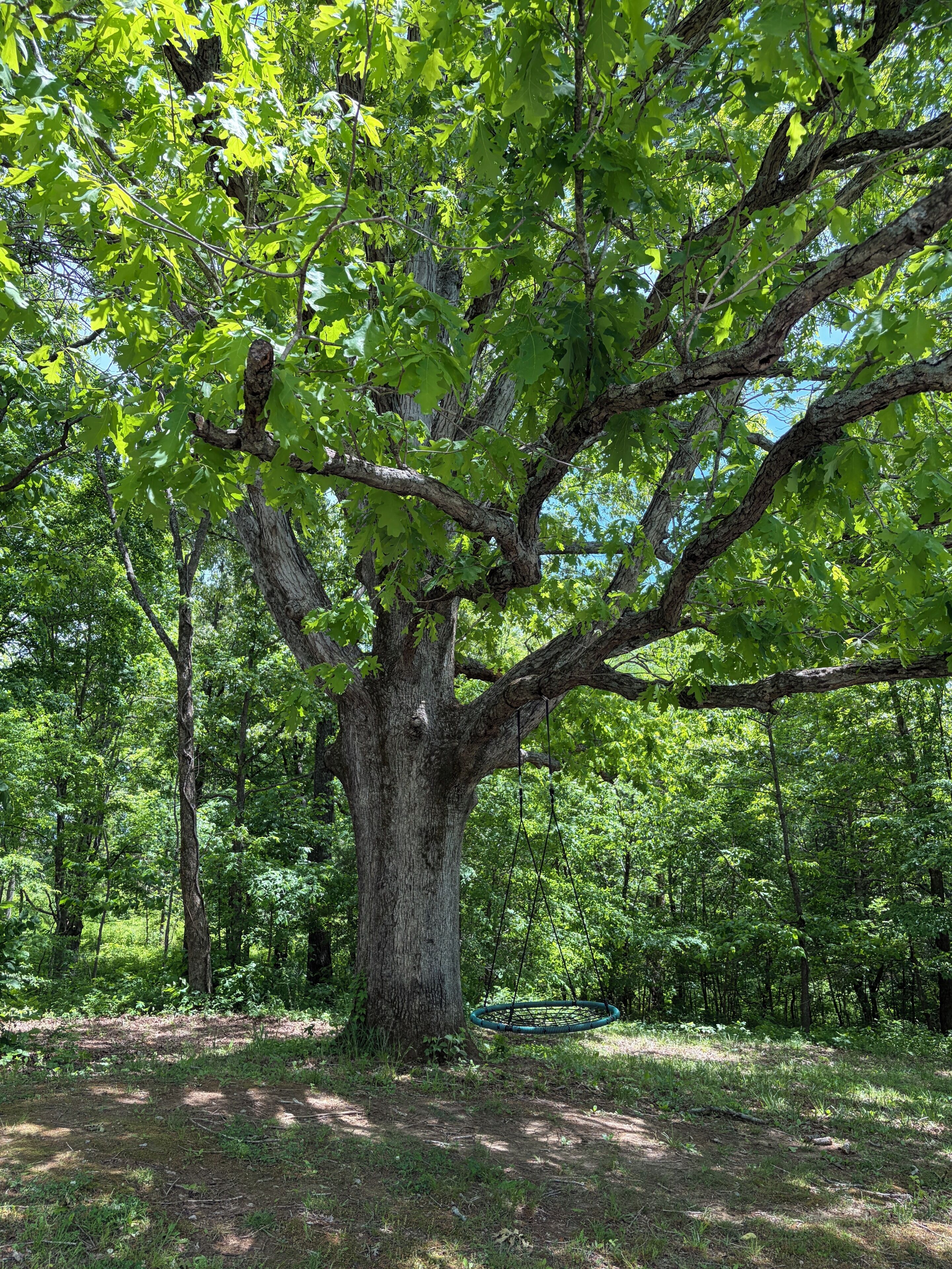 A large tree with a swing hanging from one of its branches.