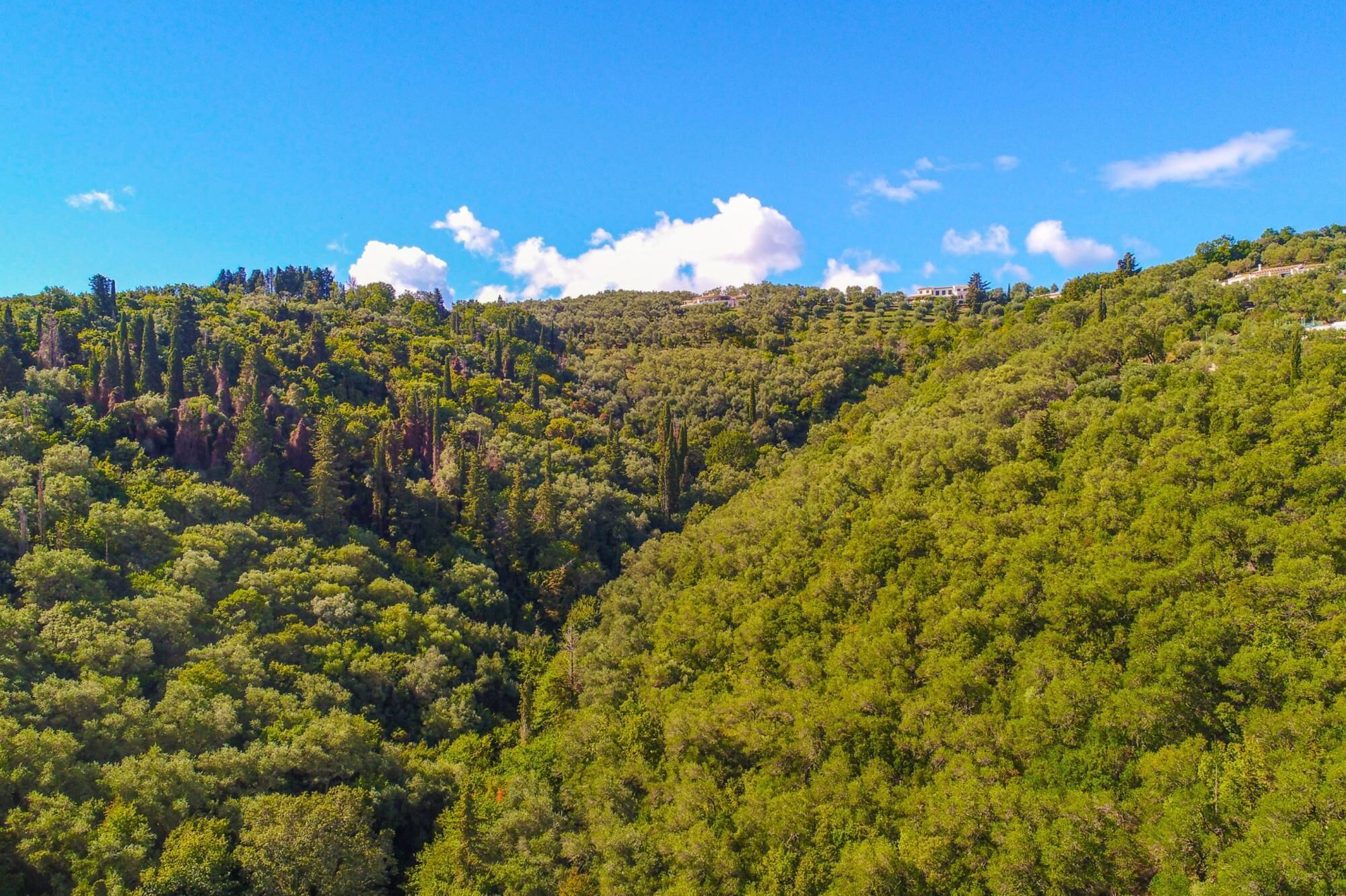 Üppige grüne Landschaft mit dichtem Wald und blauem Himmel.