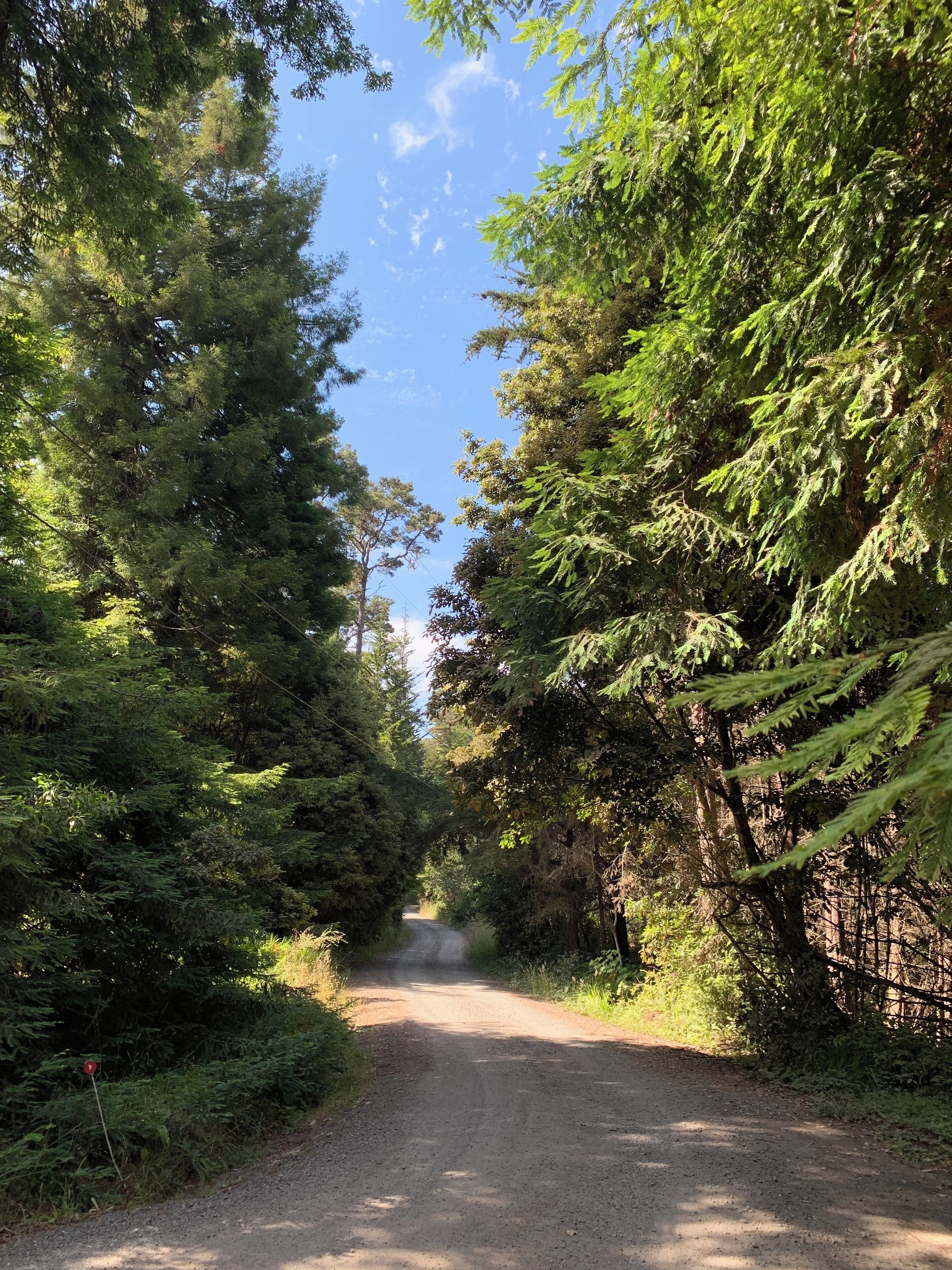 A dirt road flanked by dense green foliage, leading into a forested area.