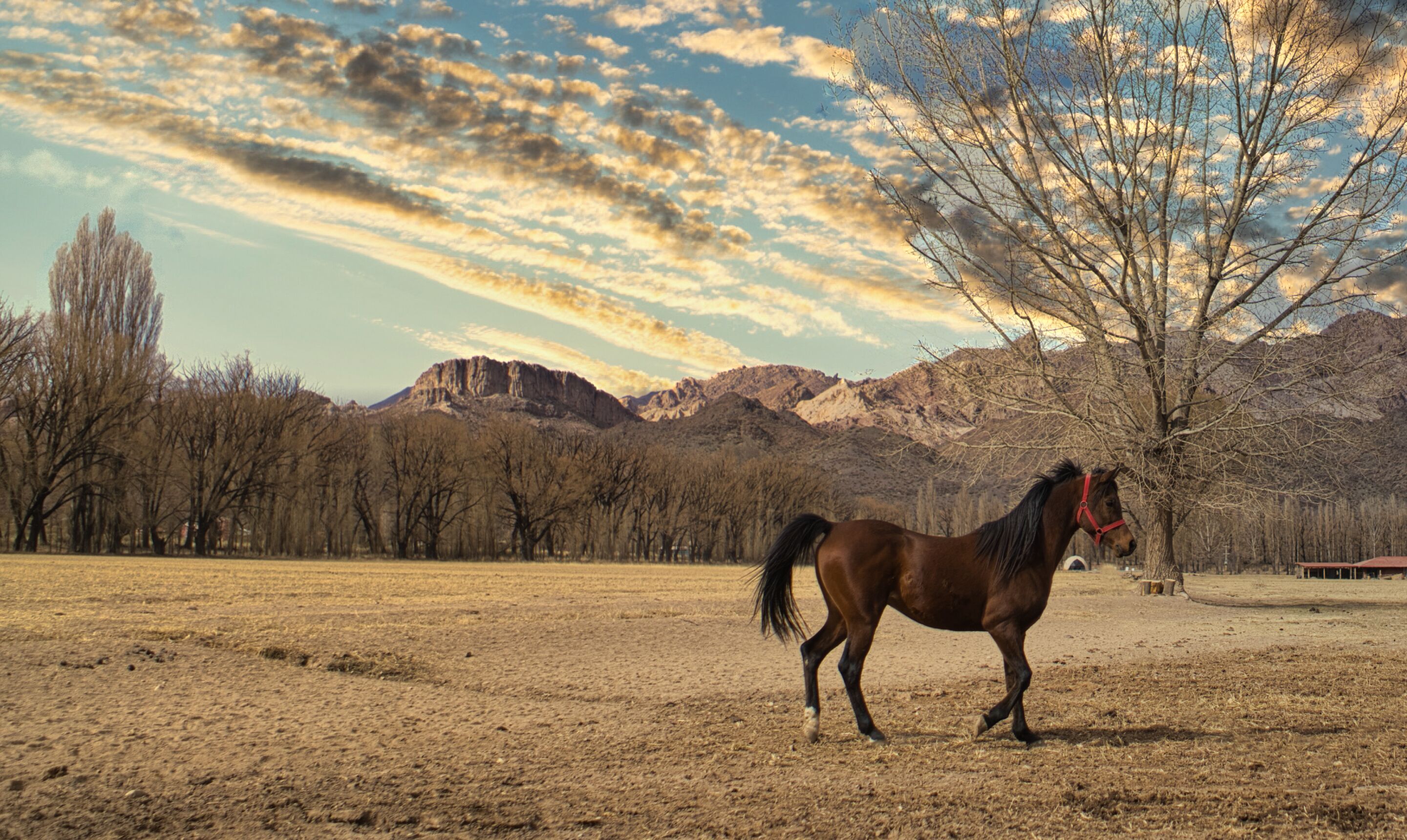 Un caballo en un campo seco y abierto, con montañas al fondo y cielo despejado.