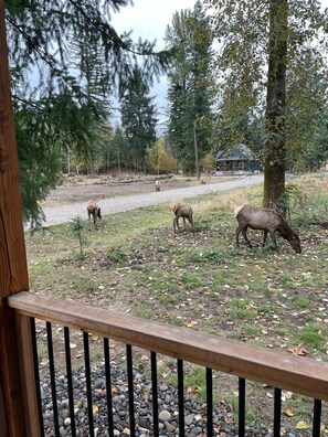 Step out onto the deck and take in the serene natural surroundings, complete with a winding path and diverse wildlife.