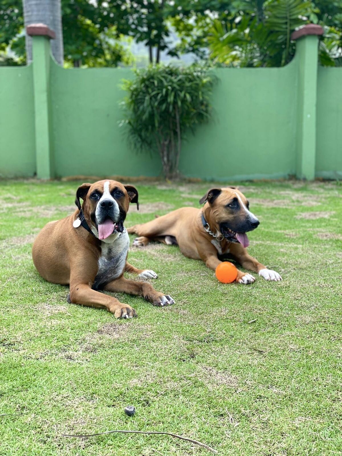Two dogs lying on grass with a green fence and trees in the background.