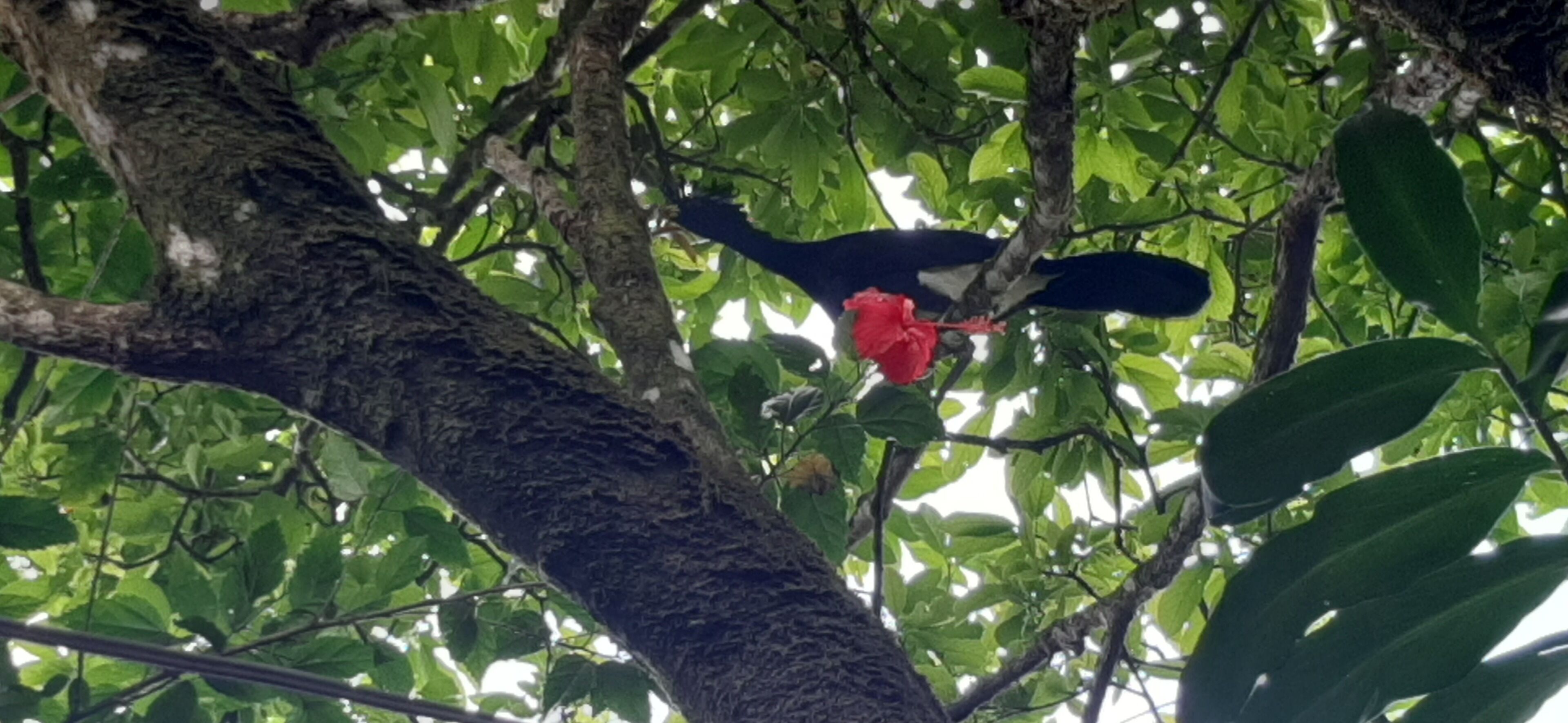 Un árbol con una flor roja y hojas verdes.