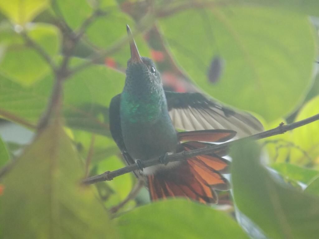 A bird perched on a branch.
