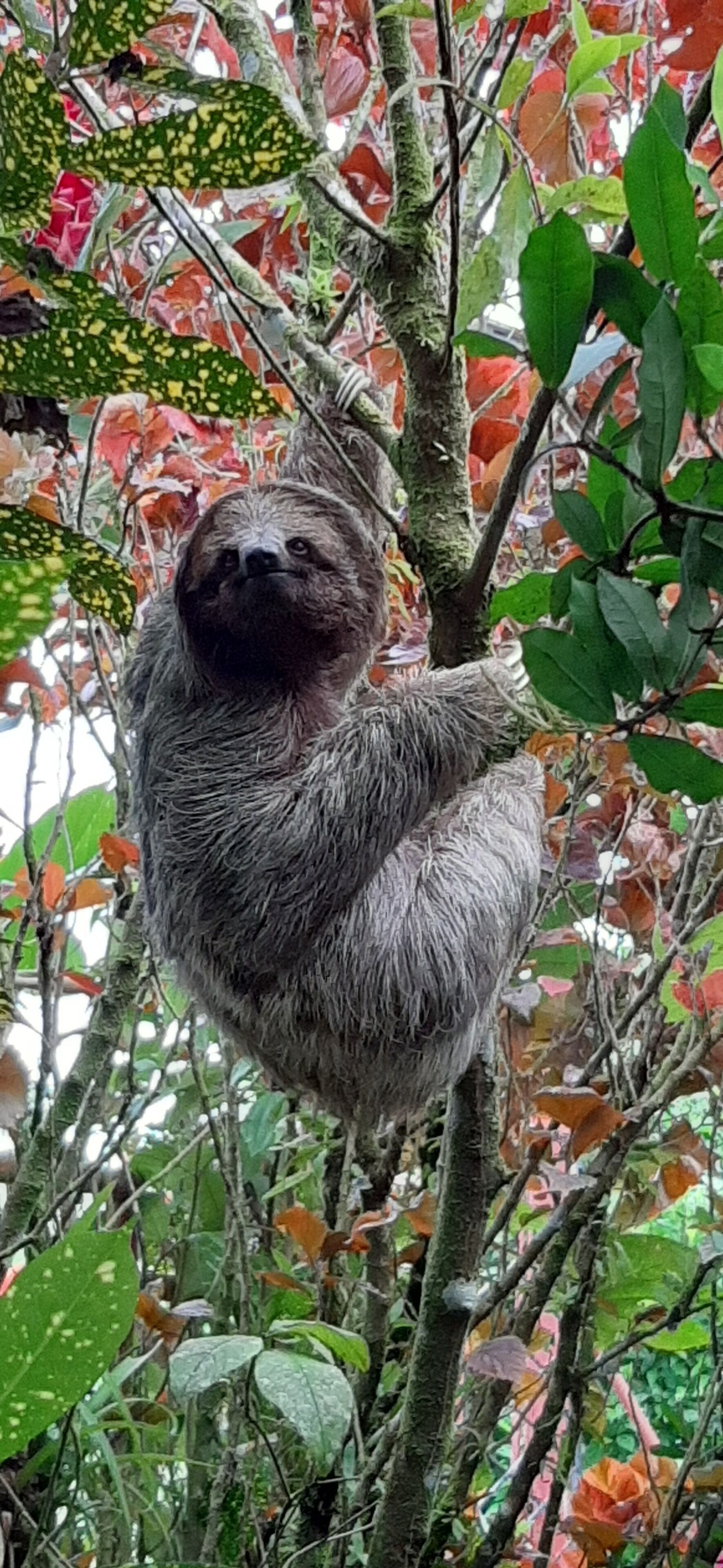 A sloth hanging from a tree branch.
