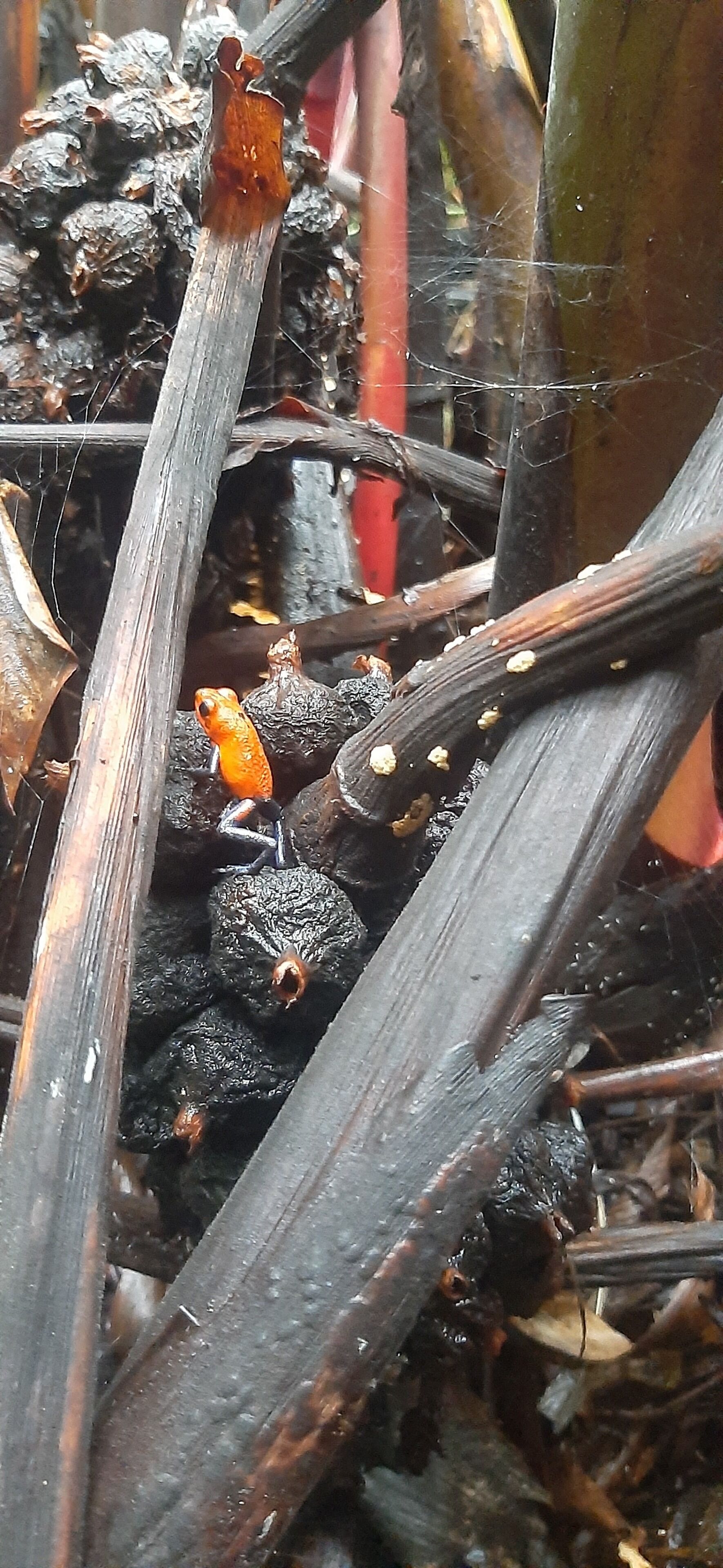 Un gros plan d’une grenouille au milieu d’éléments naturels, comme du bois et des feuilles.