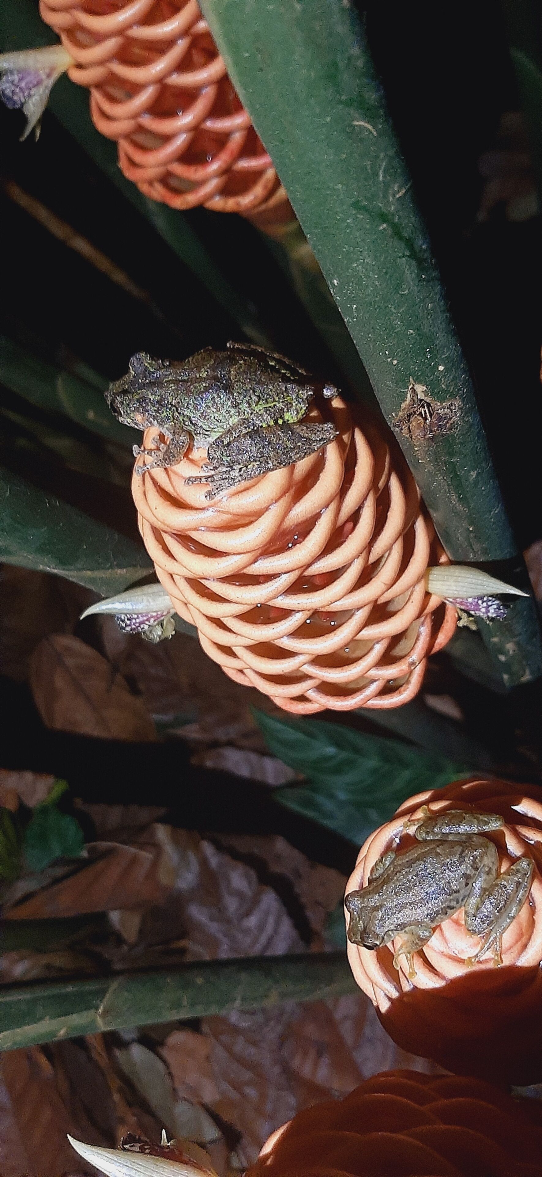 A close-up of a wasp nest with a wasp perched on it, surrounded by green foliage.