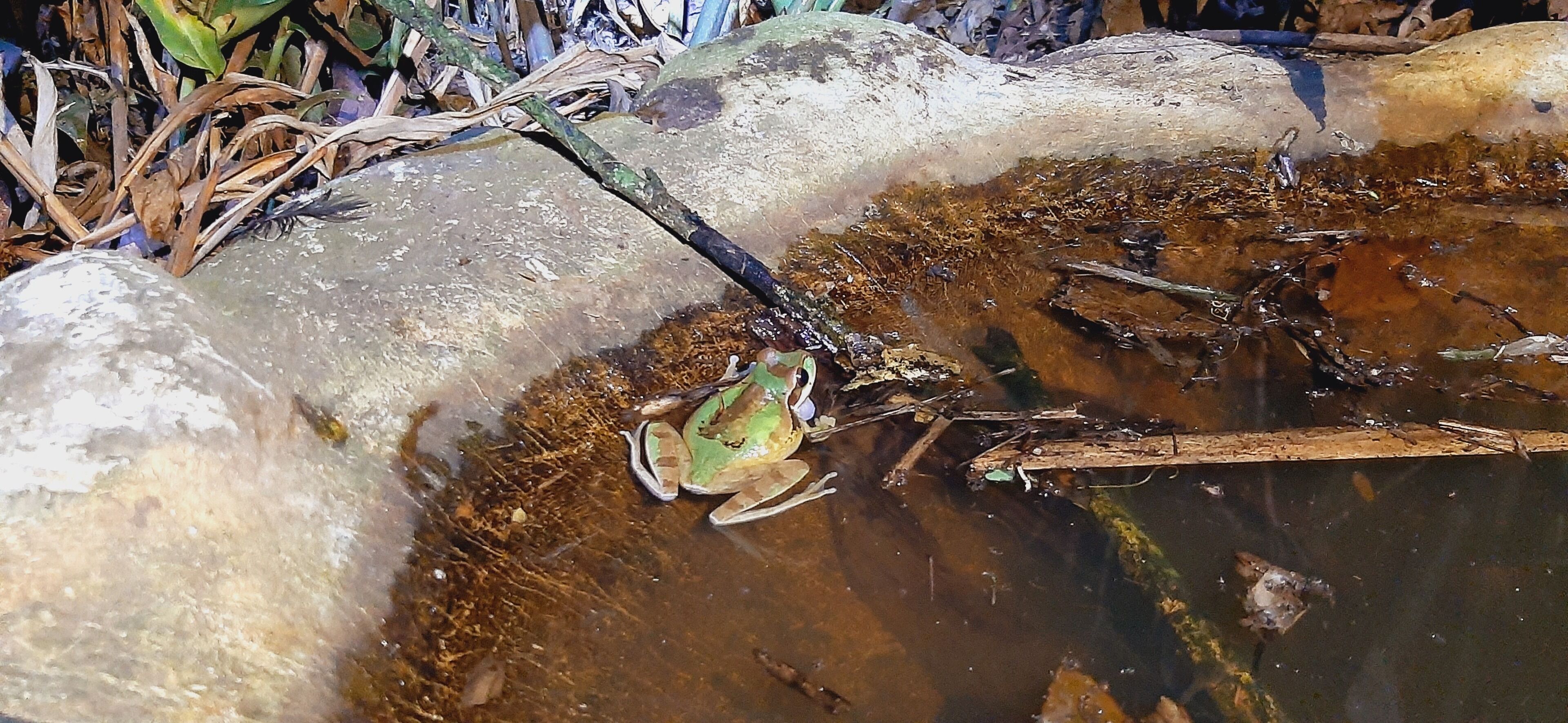 Eine Kröte sitzt auf einem Baumstamm in einem flachen Gewässer, umgeben von Steinen und Vegetation.