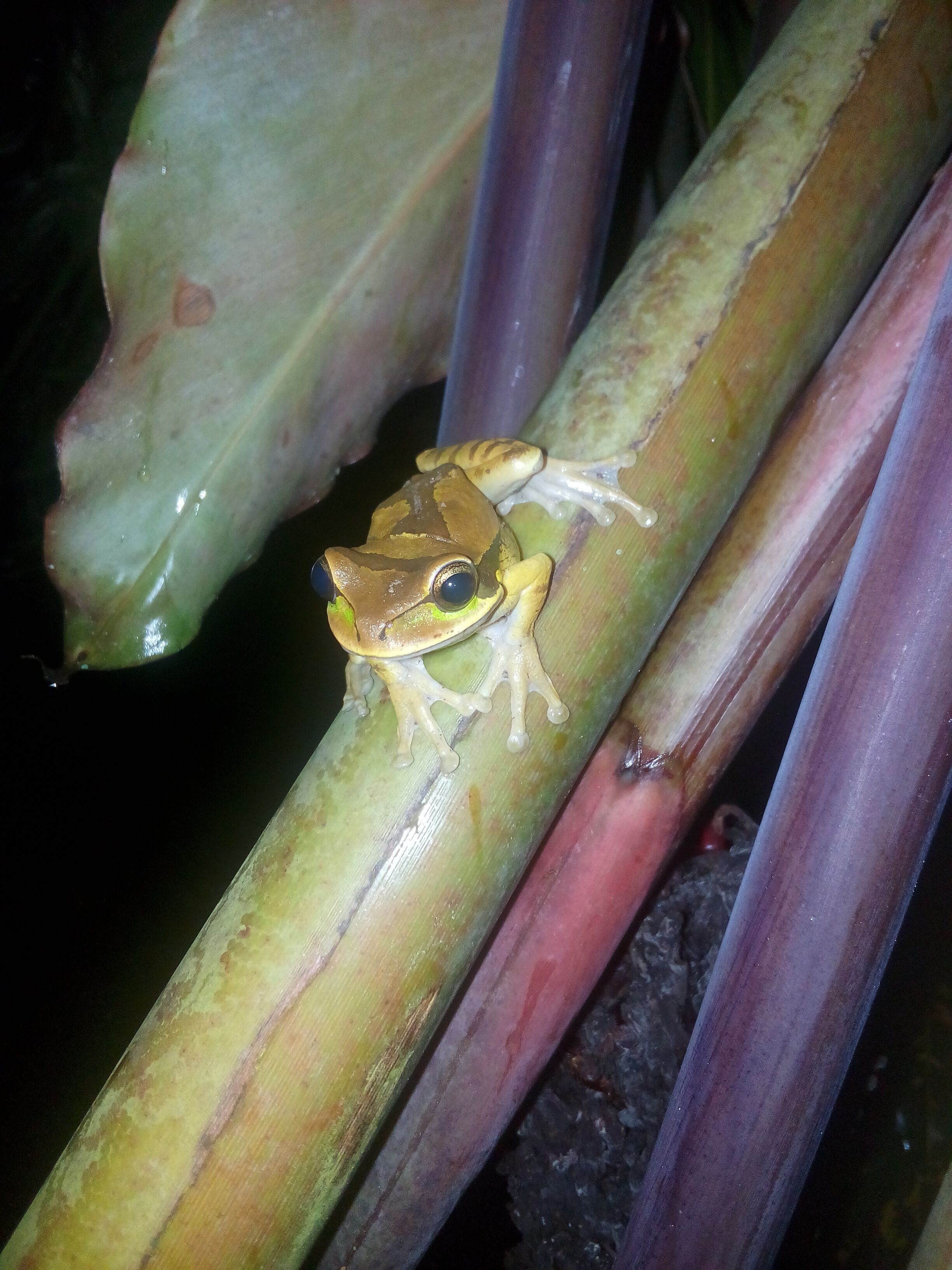 A frog on a plant.