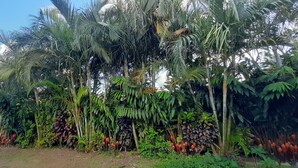 A dense tropical garden with various types of trees and plants, including palm trees and banana plants. - Jardín entre Montañas (Bijagua)