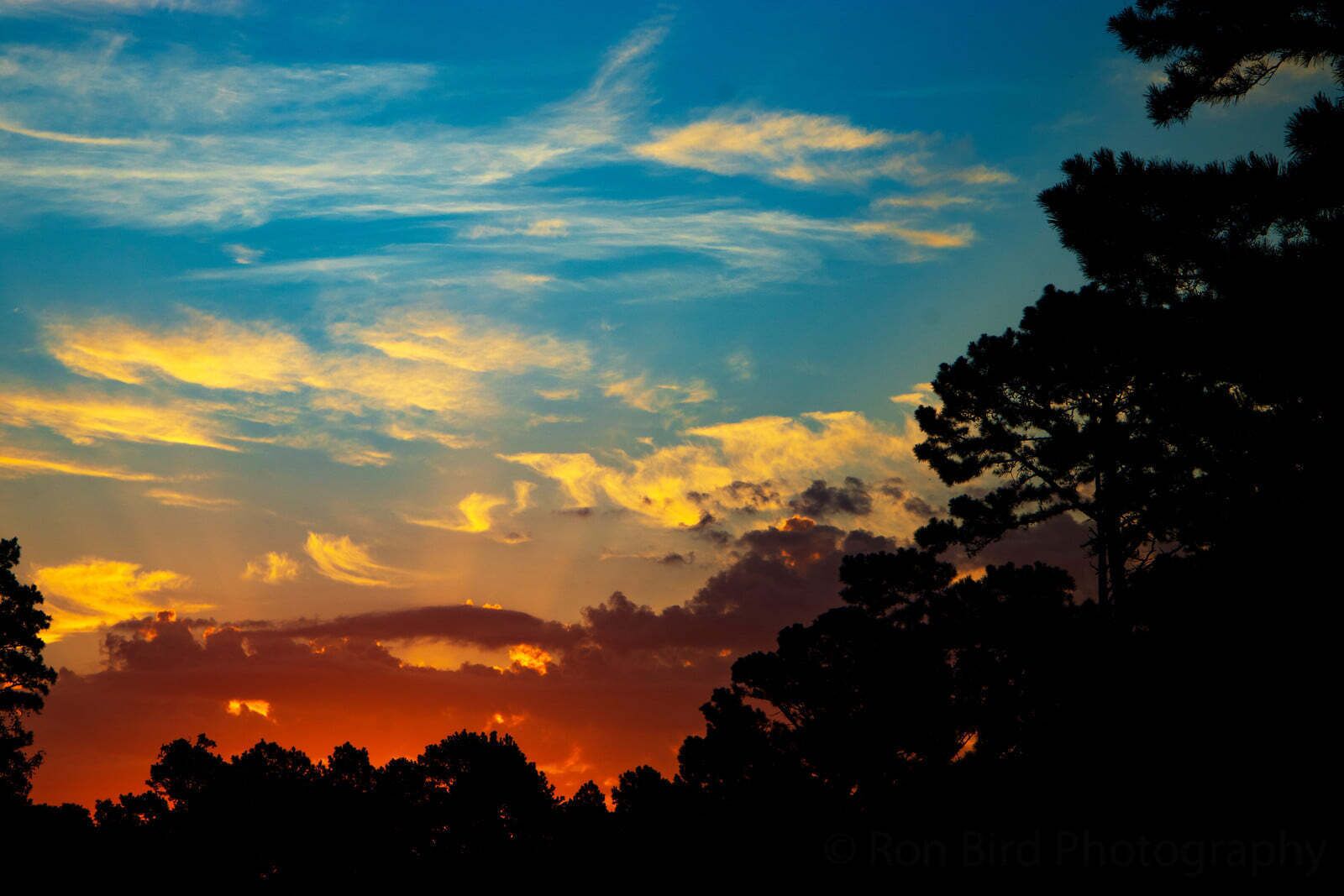 A sunset with a clear sky and silhouettes of trees.