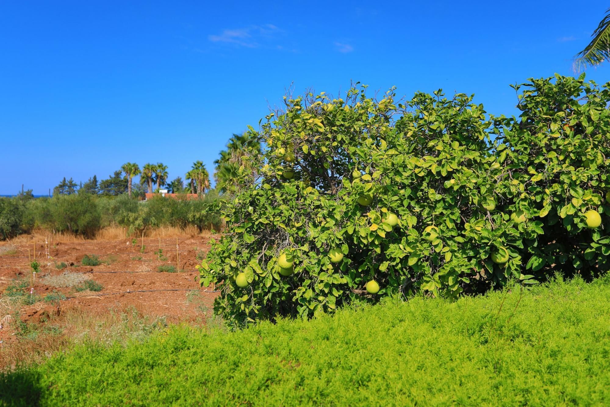 Un paisaje verde y exuberante con diversos árboles y arbustos, incluyendo un matorral destacando por sus frutos verdes.