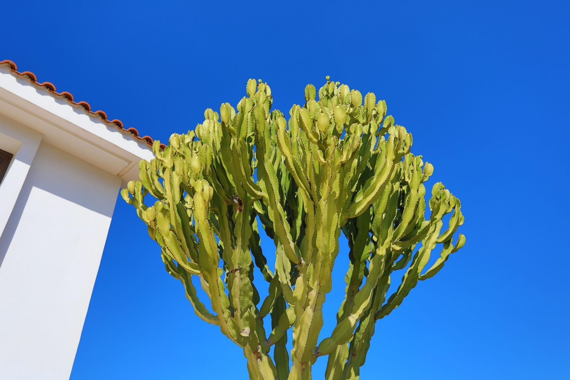 A tall, green cactus against a clear blue sky, with a white building and red roof in the background.