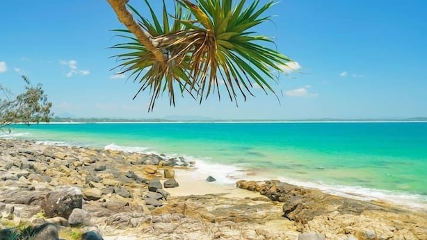 A rocky beach with clear turquoise water and a palm tree. - Top 1 Sunshine Beach Family Retreat (Sunshine Beach)