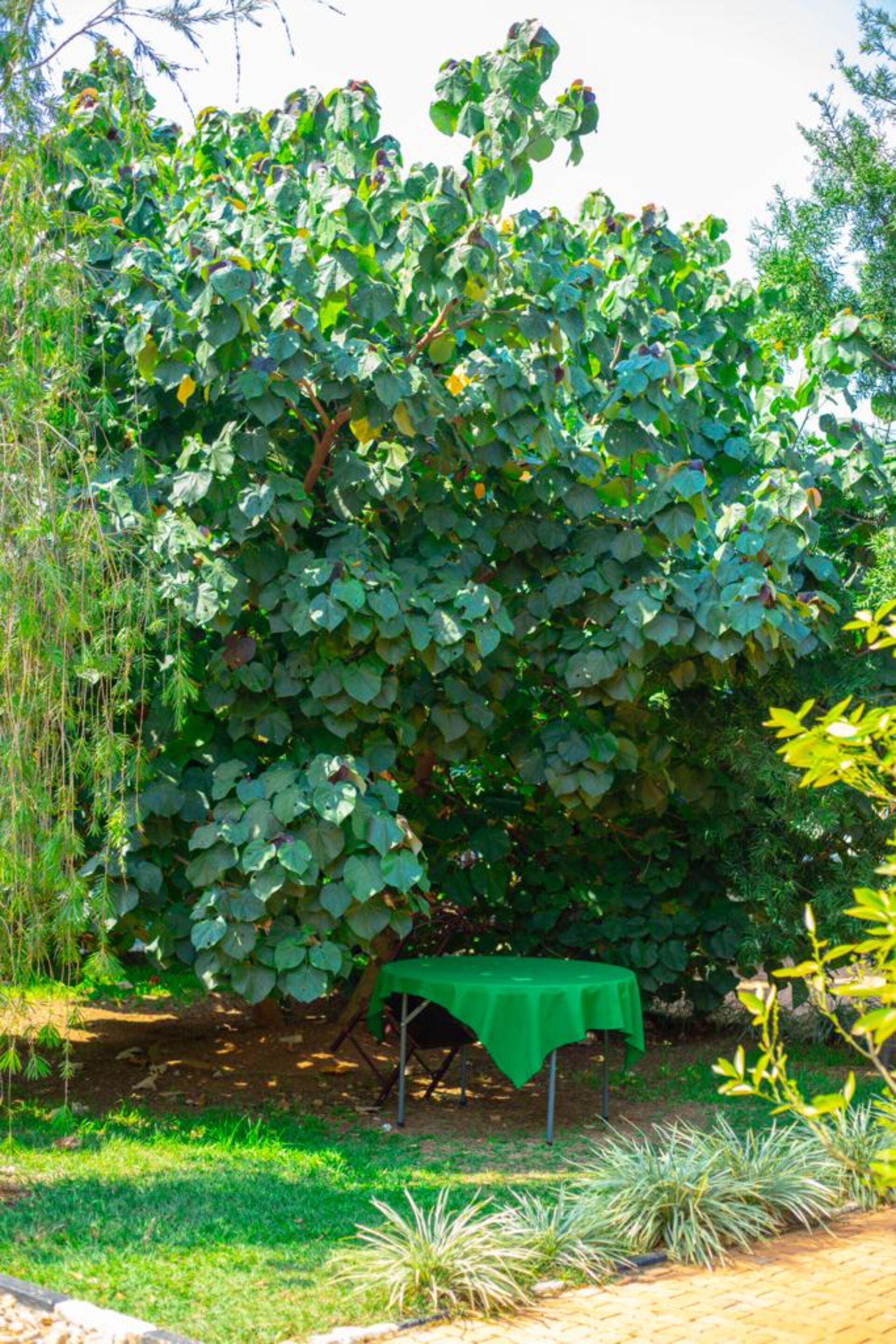 A garden with a large tree and a green tablecloth-covered table.