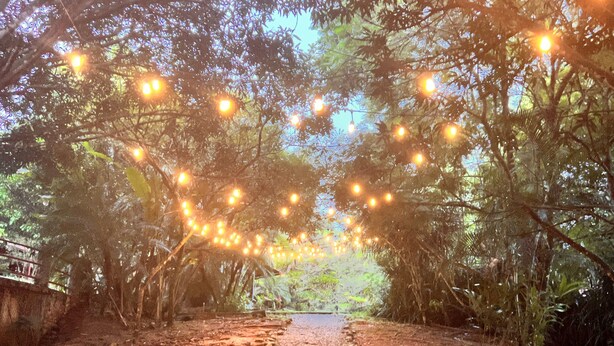 A dirt path flanked by trees with string lights overhead. - Blue Banyan Inn (Naranjito)