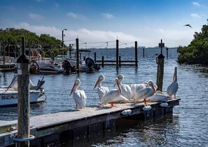 A pier with pelicans resting on it, boats docked nearby, and a clear sky. - Retro FL Charm | Pool + Spa | AMI + Downtown | IMG (Bradenton)